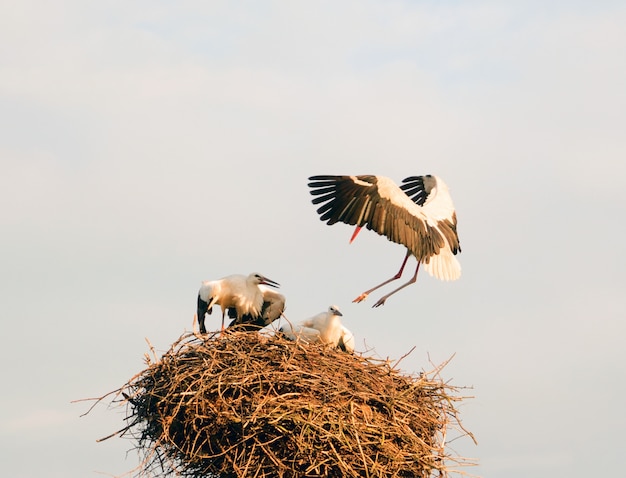 The stork flies up to its nest with sitting Chicks