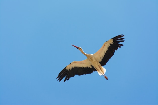 Stork in fly in Algarve, Portugal