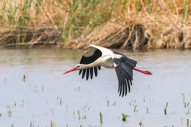 Stork flying over water surface