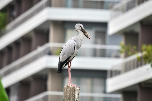 A stork is standing on an electric pole in the morning in a big city.