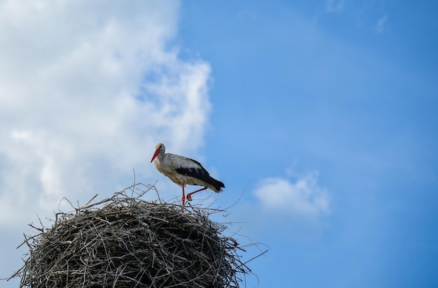 Stork in the nest against the blue sky