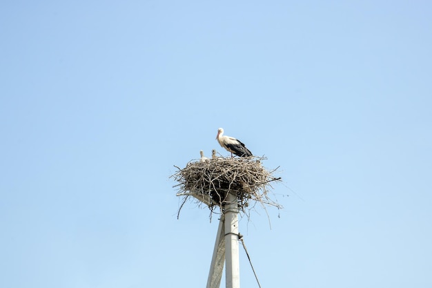 Stork nest with chicks against the blue sky