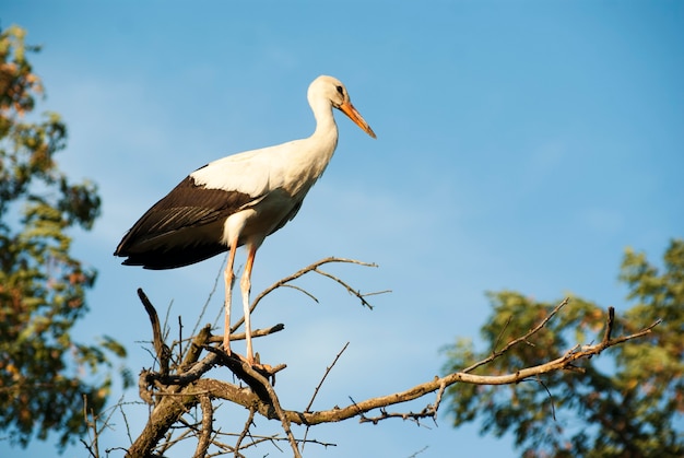 Stork on the tree.