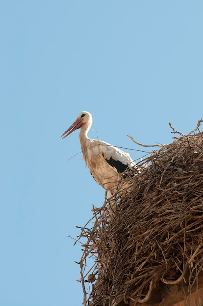 Stork