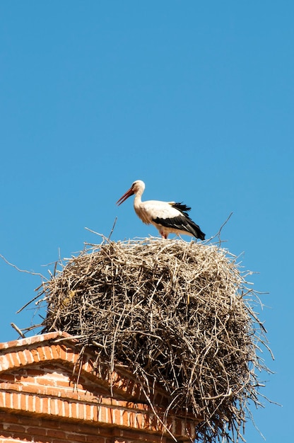 Stork