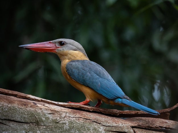 Storkbilled Kingfisher on the branch tree