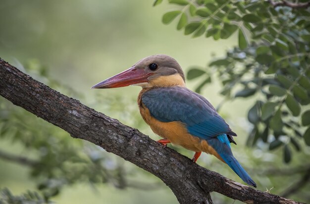 Storkbilled kingfisher childhood on the branch of a tree