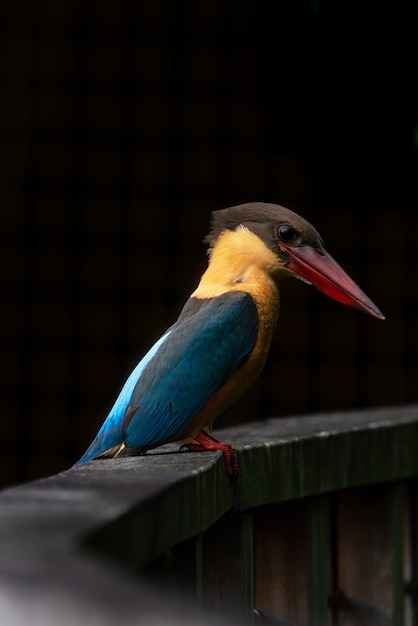 Storkbilled kingfisher perching on the wooden bridge