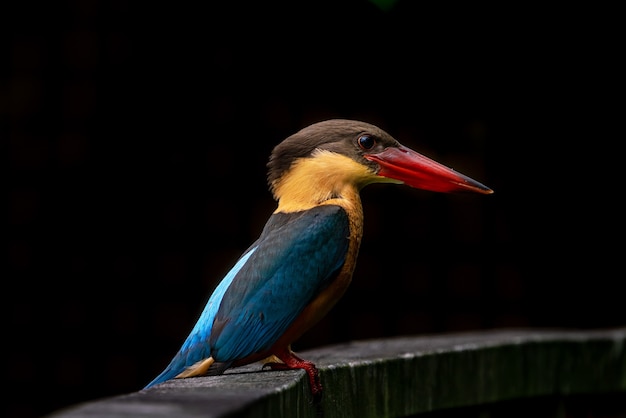 Storkbilled kingfisher perching on the wooden bridge