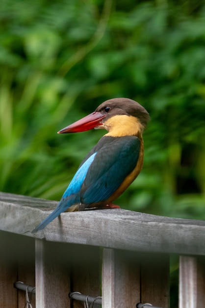 Storkbilled kingfisher perching on the wooden bridge