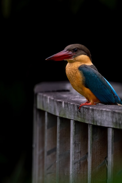 Storkbilled kingfisher perching on the wooden bridge