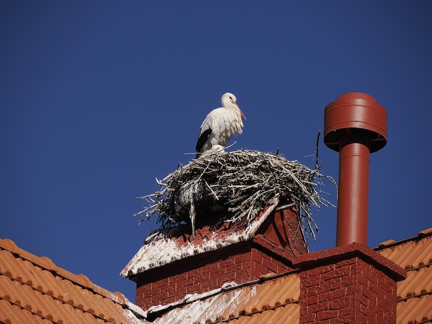 Storks in Ifrane, swiss style village Morocco