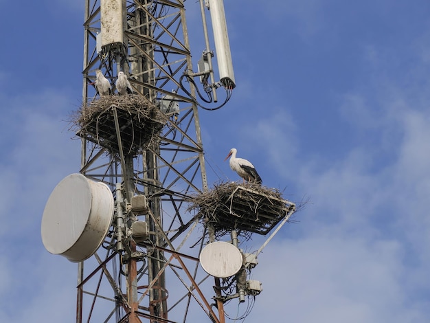 Storks nest installed on a telecommunication antenna tower