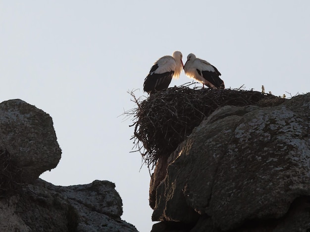 Storks in their nest.