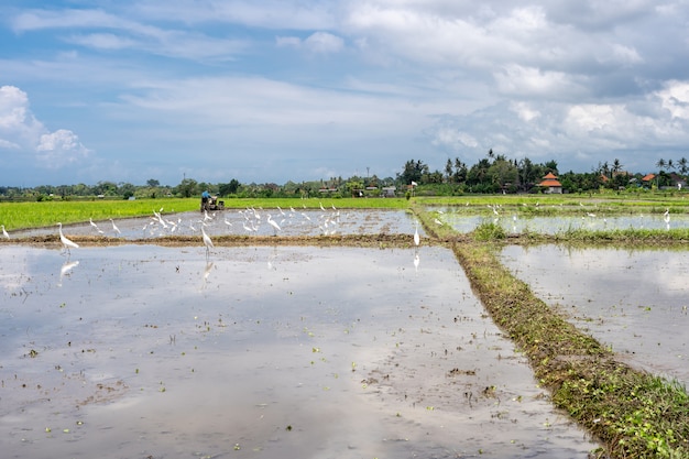 Storks in a water-covered rice field