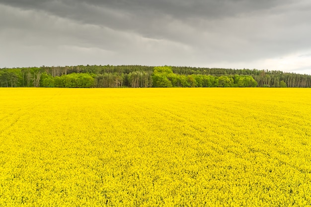 Storm in a rapeseed field and forest