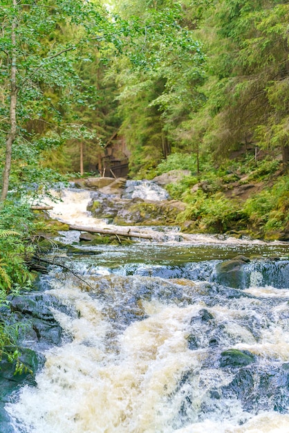 Stormy river flows in the forestxANatural beautiful landscape