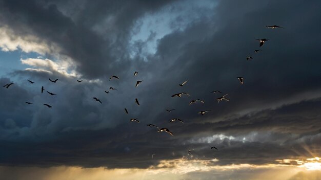 Photo stormy sky sunlight and birds flying away