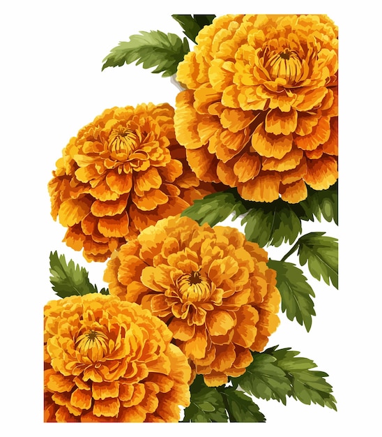 A straight border of marigold flowers on