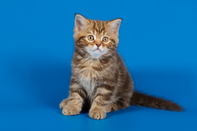 straight cat on colored backgrounds