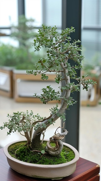 Strange beautiful potted bonsai ornamental plant