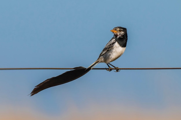 Strange tailed Tyrant Alectrurus risora xAIbera Marshes Corrientes Province Argentina