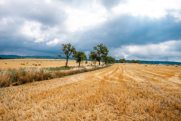 Straw bales in the field after harvest natural panorama