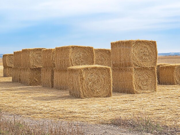 Straw bales in the field