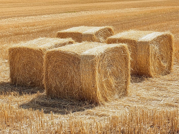 Straw bales in the field