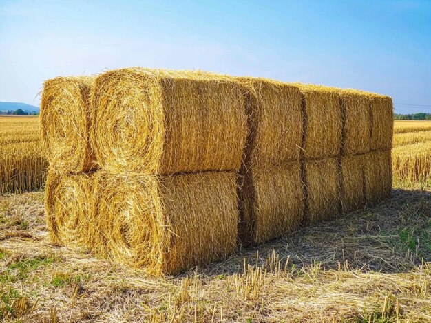 Straw bales in the field