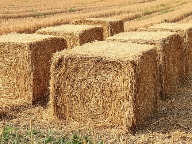 Straw bales in the field