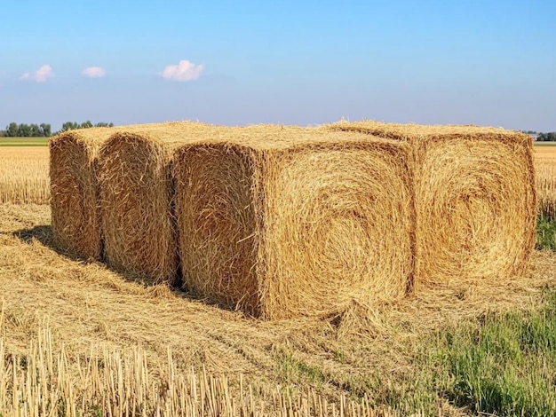 Straw bales in the field