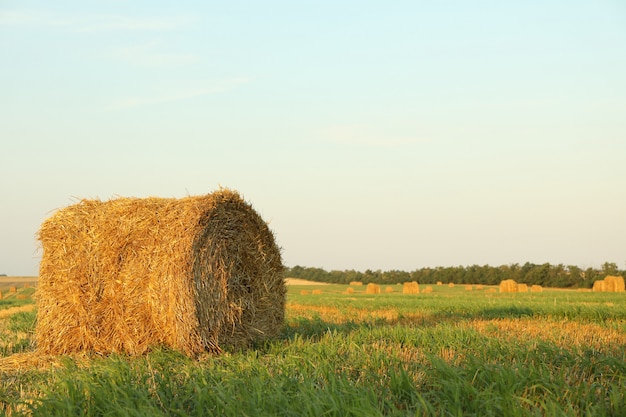 Straw bales of hay in the stubble field