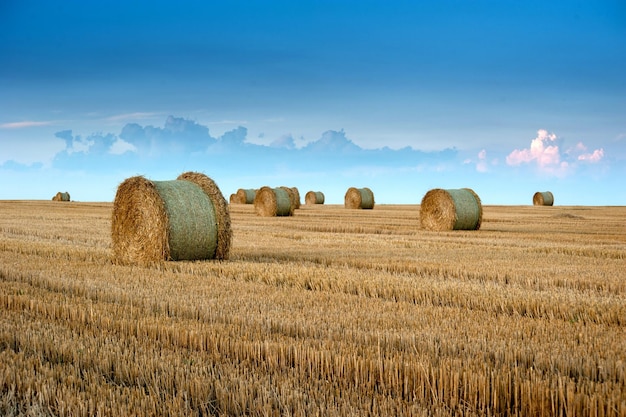 Straw bales in rolls on the stubble of harvested wheat in the field against the background of the evening beautiful sky