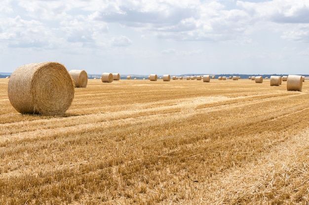 Straw bales stacked in a field at summer time