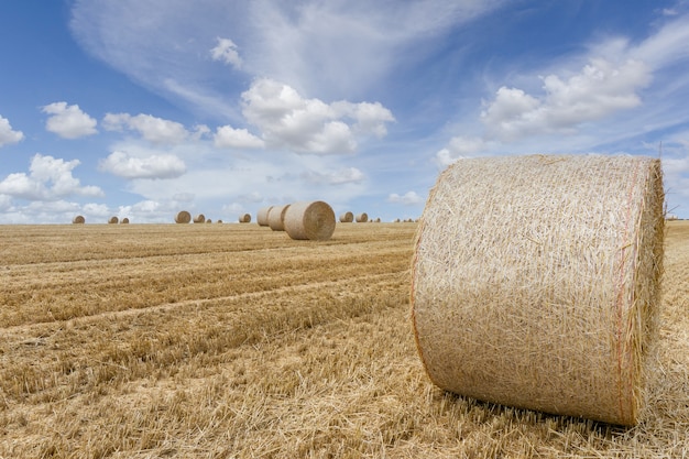 Straw bales stacked in a field at summertime