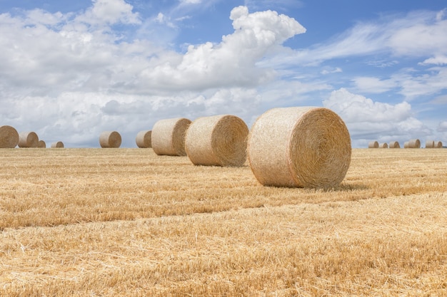 Straw bales stacked in a field at summertime