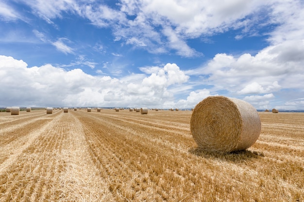 Straw bales stacked in a field at summertime