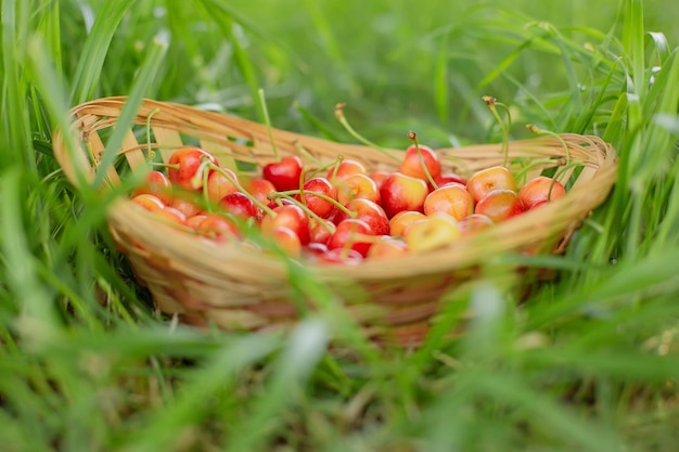 a straw basket with homemade yellow and red cherries stands in the grass