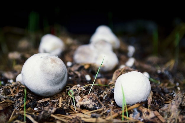 Straw mushrooms Cultivated from rice straw in thailand