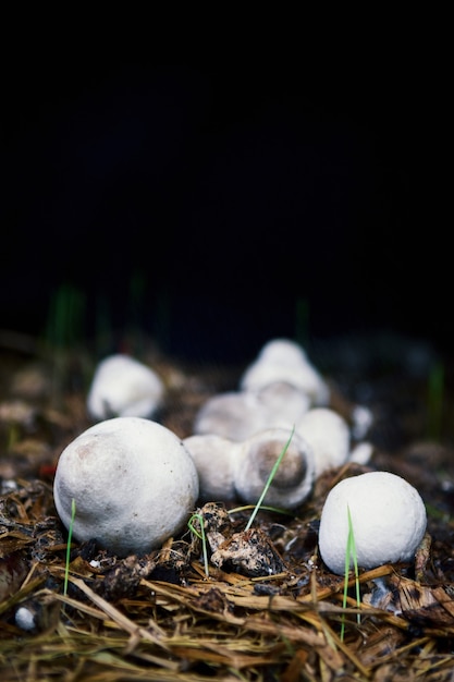 Straw mushrooms Cultivated from rice straw in thailand