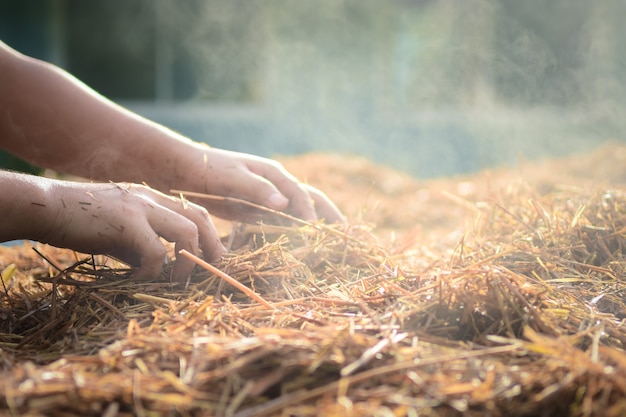 Straw mushrooms Cultivated from rice straw in thailand