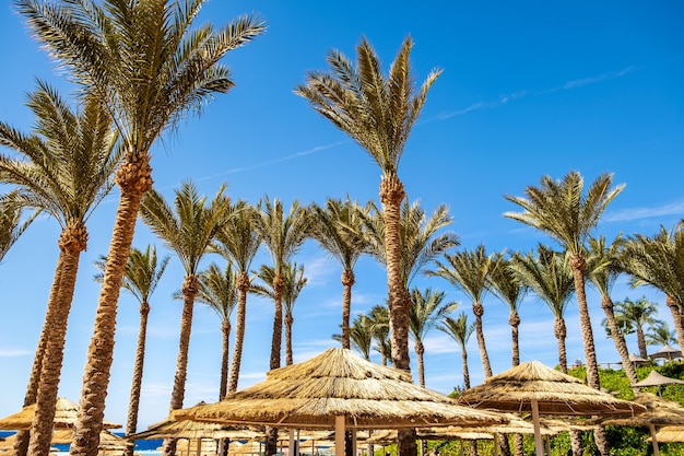 Straw shade umbrellas and fresh green palm trees in tropical region against blue vibrant sky in summer.