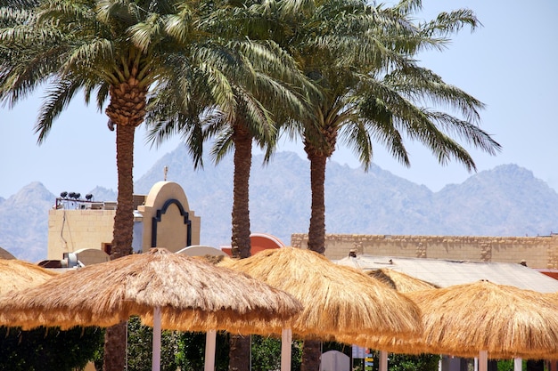 Straw shade umbrellas under green palm trees in tropical region against blue vibrant sky in summer