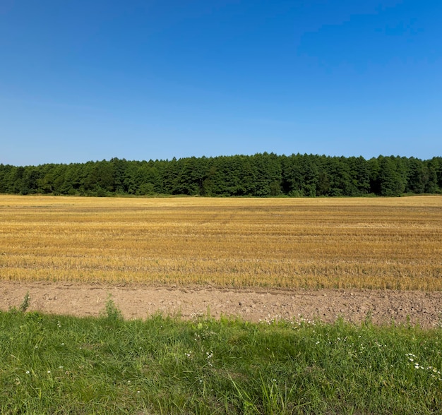 Straw stacks lying in the field after harvesting cereals