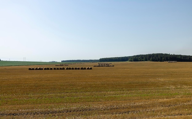 Straw stacks lying in the field after harvesting cereals