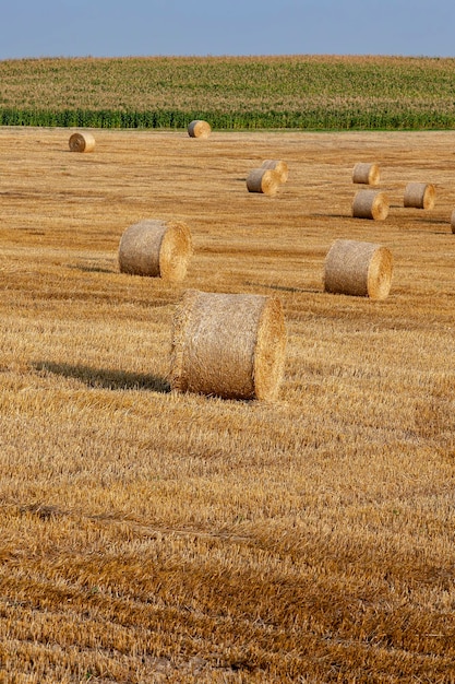 Straw stacks lying in the field after harvesting cereals