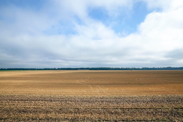 Straw and stubble remaining after the harvest of cereals