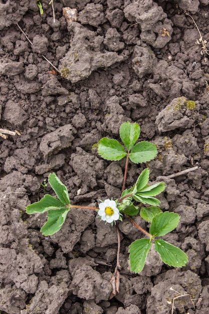 strawberries bloom in spring