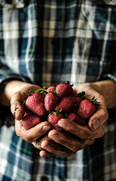 Strawberries from the garden A man holds a handful of strawberries in his hands Fresh strawberries in men's dirty hands Hands in the ground